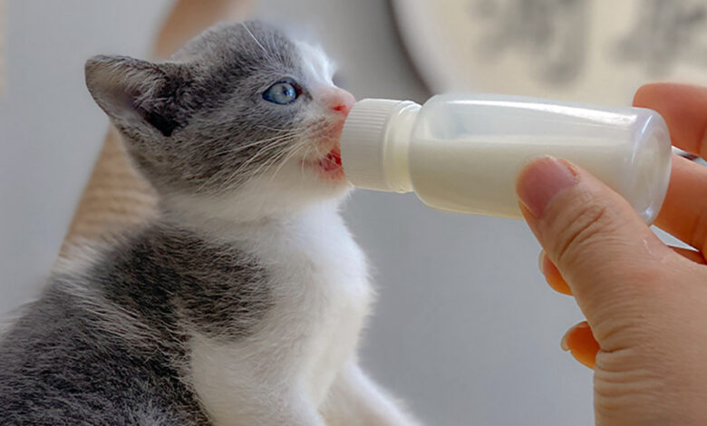 cachorro de gato alimentandose con biberon de leche