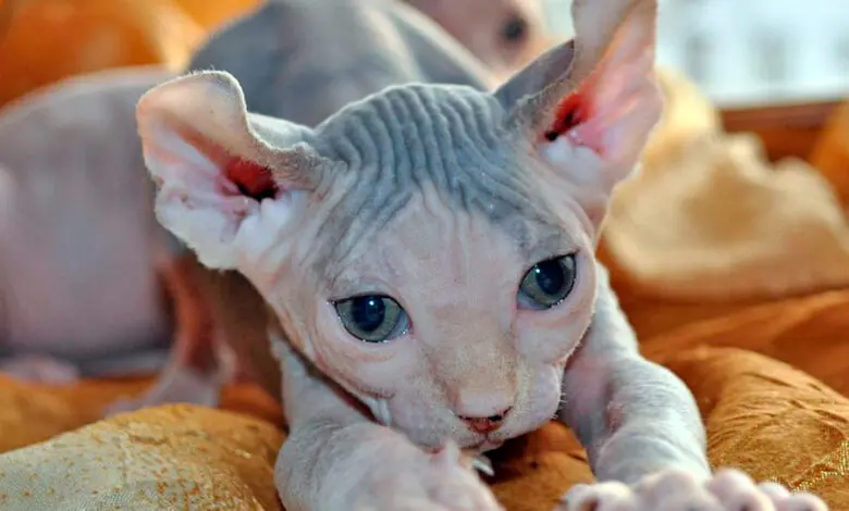 Gato Elfo