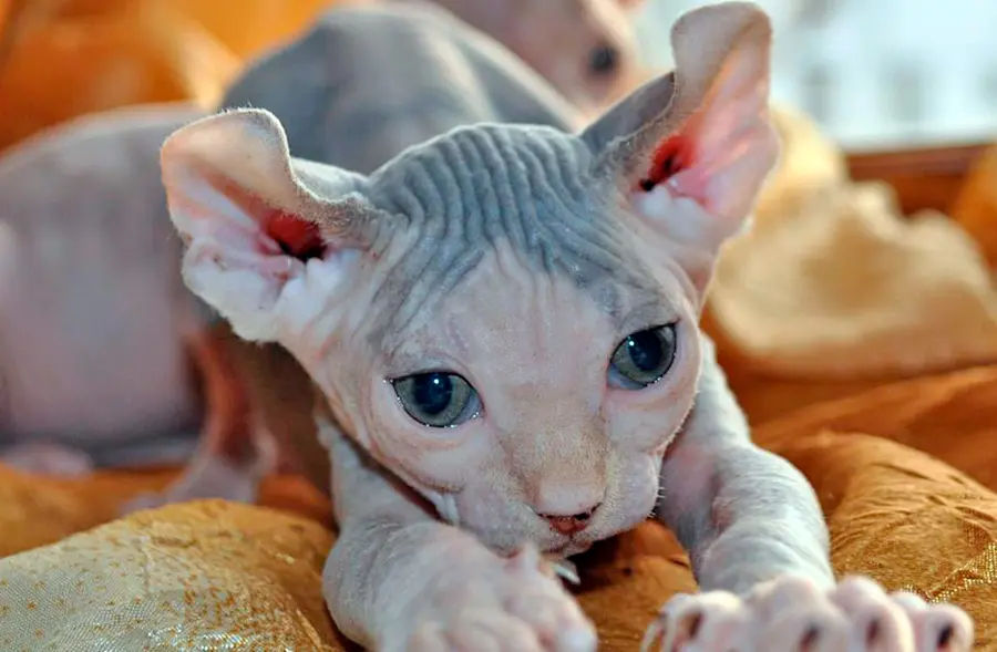 Gato Elfo Gato Elfo