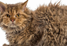 Gato Skookum de pelo rizado