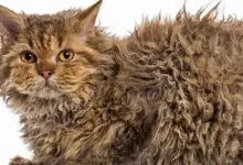 Gato Skookum de pelo rizado