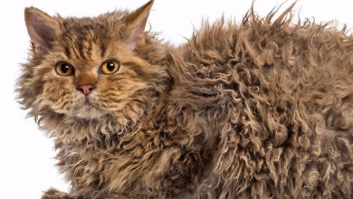 Gato Skookum de pelo rizado