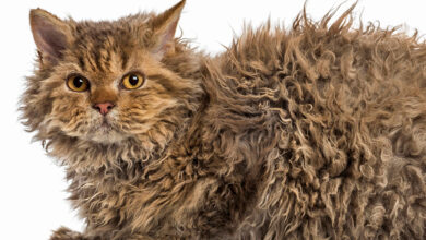 Gato Skookum de pelo rizado