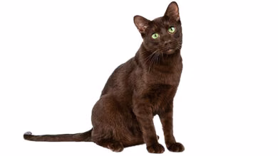 Gato de raza Habana Brown