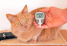Medicion de glucosa en gato diabetico