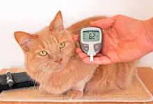 Medicion de glucosa en gato diabetico