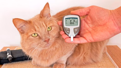 Medicion de glucosa en gato diabetico