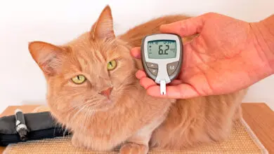 Medicion de glucosa en gato diabetico