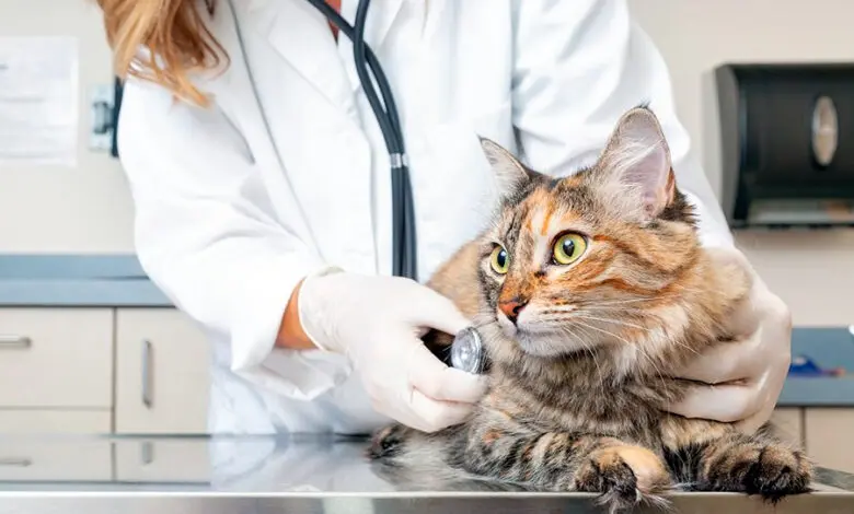 gata con hipertiroidismo