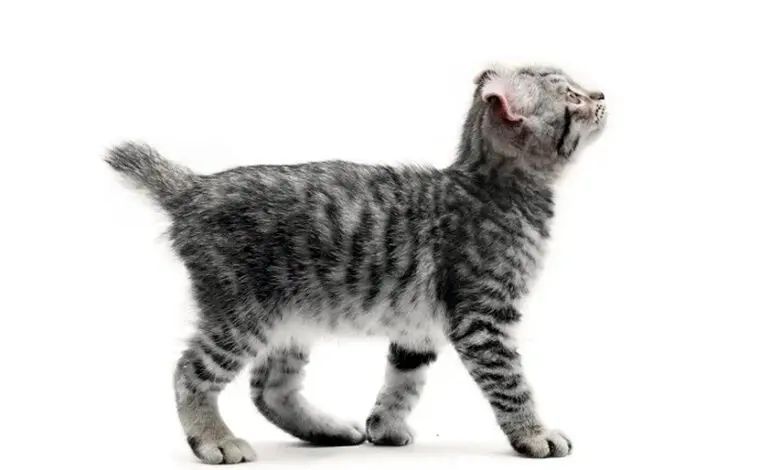 gato Highlander