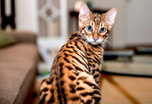 gato de raza toyger