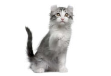 raza de gato kinkalow