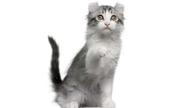 raza de gato kinkalow