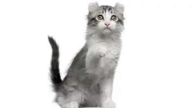 raza de gato kinkalow