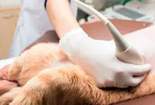 Diagnostico de insuficiencia renal a un gato