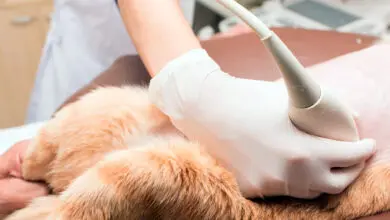 Diagnostico de insuficiencia renal a un gato