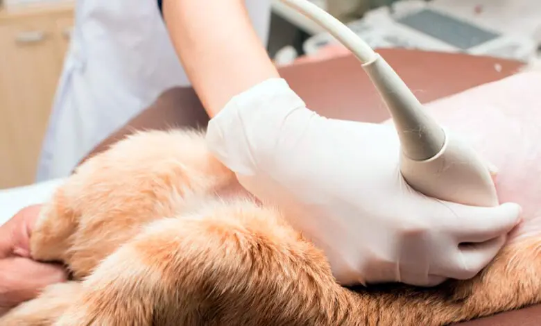 Diagnostico de insuficiencia renal a un gato