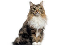 gato bosque de noruega