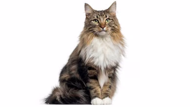 gato bosque de noruega