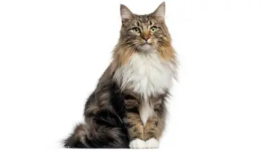 gato bosque de noruega