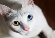 gato de raza khao manee