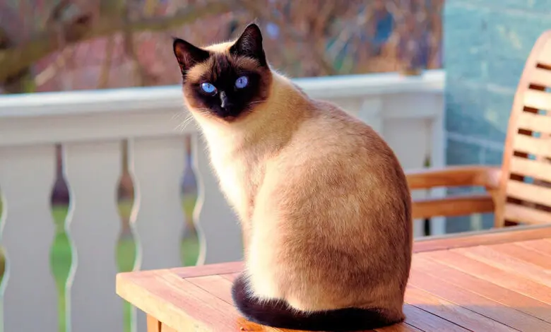 Gato siames