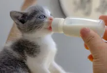 cachorro de gato alimentandose con biberon de leche