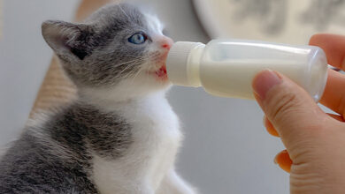 cachorro de gato alimentandose con biberon de leche