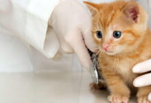 cachorro de gato con Peritonitis Infecciosa Felina