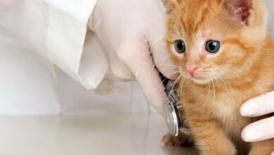 cachorro de gato con Peritonitis Infecciosa Felina