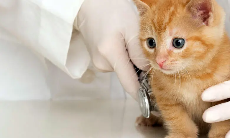 cachorro de gato con Peritonitis Infecciosa Felina