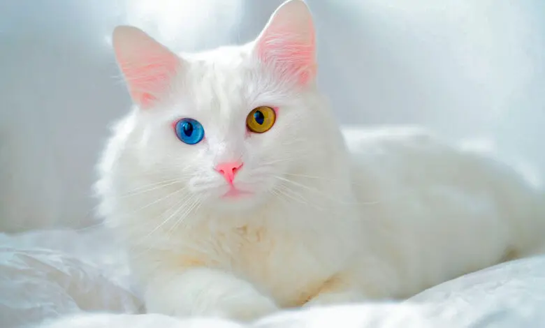 gato Van Turco