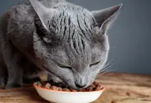 gato comiendo