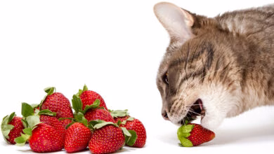gato comiendo fruta