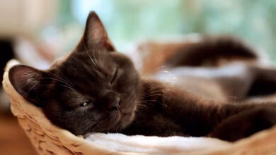 gato con inmunodeficiencia felina descansando