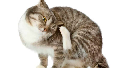 gato con otitis se rasca la oreja