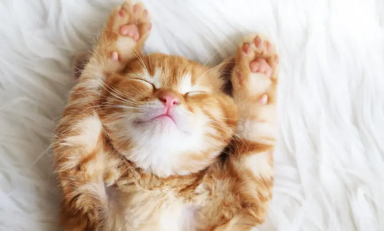 gato durmiendo