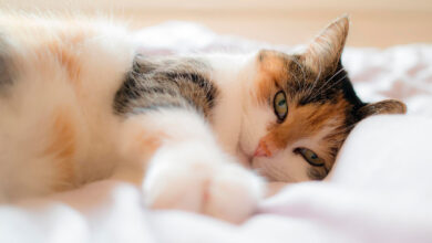 gato enfermo de panleucopenia