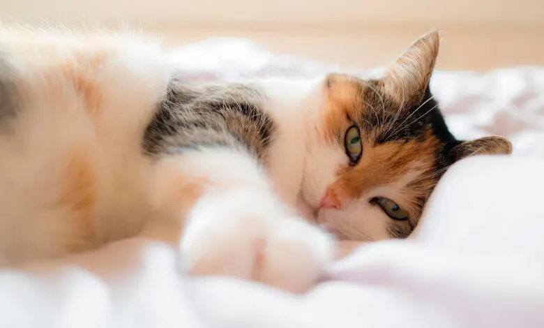 gato enfermo de panleucopenia