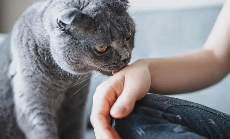 gato lamiendo malta