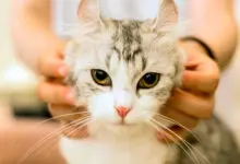 gato persiguiendo a su humana