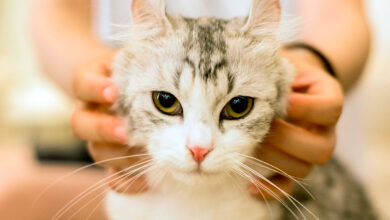 gato persiguiendo a su humana