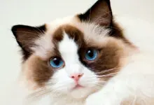 gato ragdoll
