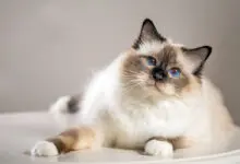 gato sagrado de birmania