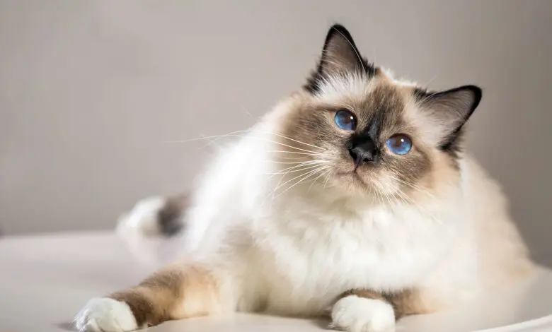 gato sagrado de birmania