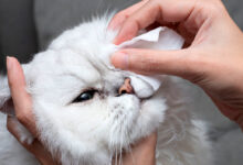limpiando los ojos de un gato con conjuntivitis