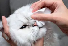 limpiando los ojos de un gato con conjuntivitis