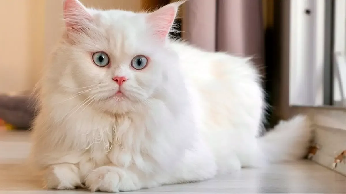 gato persa gato persa