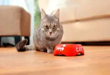 alimentos prohibidos para gatos