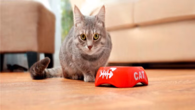 alimentos prohibidos para gatos